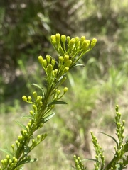 Solidago