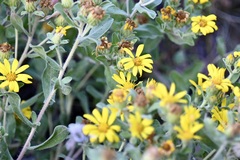 Heterotheca villosa