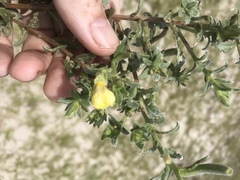Oenothera humifusa