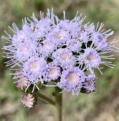 Ageratum corymbosum