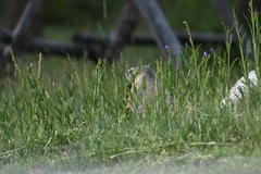 Marmota flaviventris