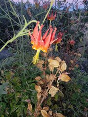 Aquilegia eximia