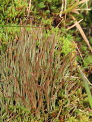 Cladonia maxima