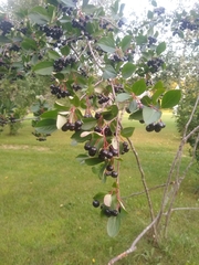 Aronia melanocarpa