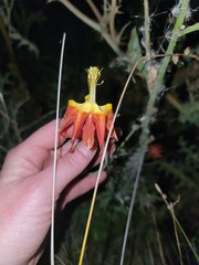 Aquilegia eximia