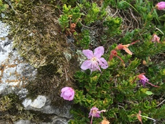 Rhodothamnus chamaecistus