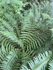 Dryopteris filix-mas