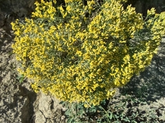 Gutierrezia sarothrae