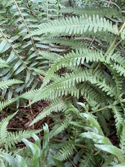 Dryopteris filix-mas