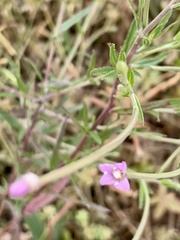 Epilobium parviflorum