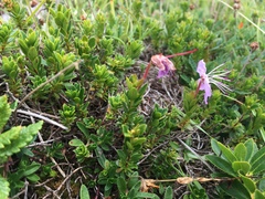 Rhodothamnus chamaecistus