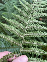 Dryopteris filix-mas