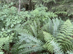 Dryopteris filix-mas