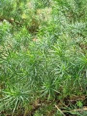Cassinia longifolia