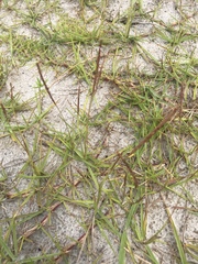 Eremochloa ophiuroides