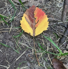Populus grandidentata