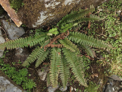 Polystichum lonchitis
