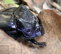 Phanaeus quadridens