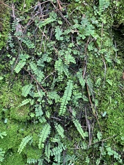 Asplenium