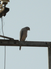 Accipiter badius
