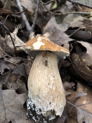 Boletus edulis