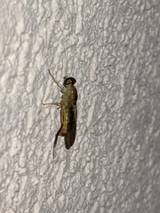 Sarginae
