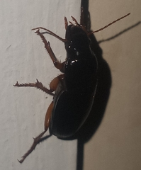 Harpalus