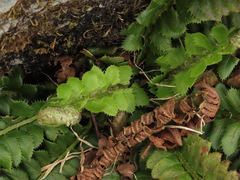 Polystichum lonchitis