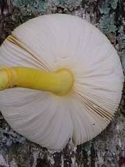 Amanita crocea