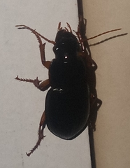 Harpalus