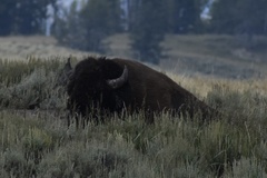Bison bison bison