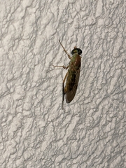 Sarginae