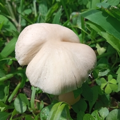 Candolleomyces