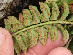 Polystichum lonchitis