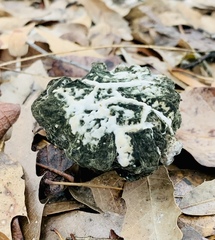 Hypomyces cervinigenus