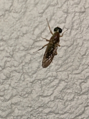 Sarginae