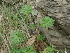Geranium solanderi