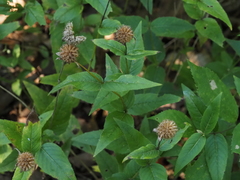 Monarda bradburiana
