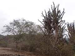 Armatocereus cartwrightianus
