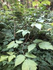 Rubus spectabilis