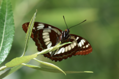 Limenitis lorquini