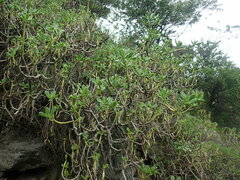 Sedum praealtum