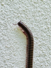 Anadenobolus monilicornis