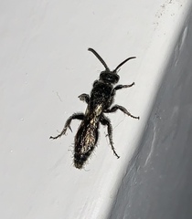 Tiphiinae