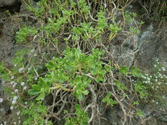 Sedum praealtum