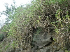 Sedum praealtum