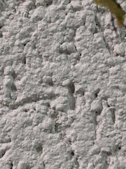 Sarginae