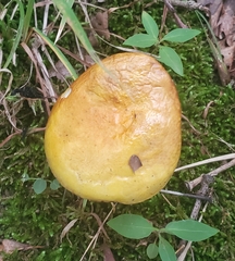 Suillus americanus