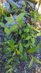 Salix scouleriana