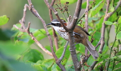 Pomatorhinus musicus